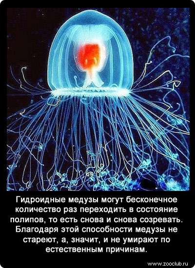 Гидроидные медузы (Turritopsis nutricula) могут бесконечное количество раз переходить в состояние полипов, то есть снова и снова созревать. Благодаря этой способности медузы не стареют, а, значит, и не умирают по естественным причинам. 