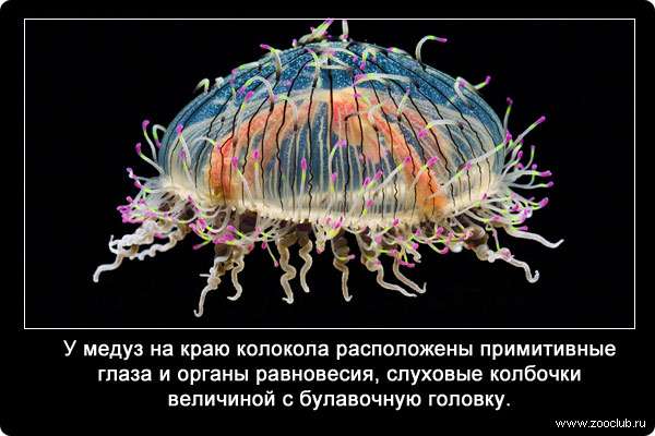 У медуз на краю колокола расположены примитивные глаза и органы равновесия, слуховые колбочки величиной с булавочную головку. 