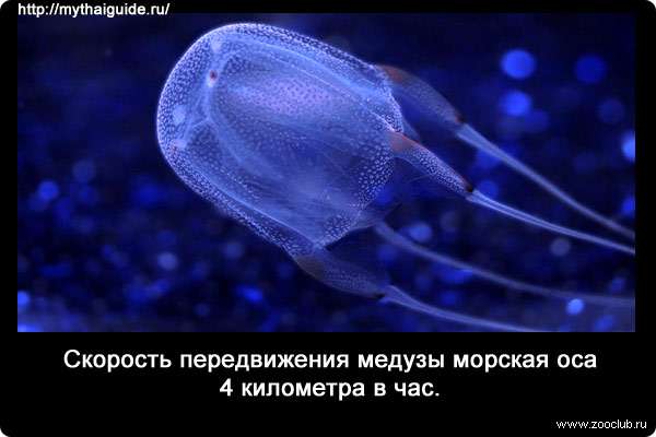 Скорость передвижения медузы морская оса (Chironex fleckeri) 4 километра в час.