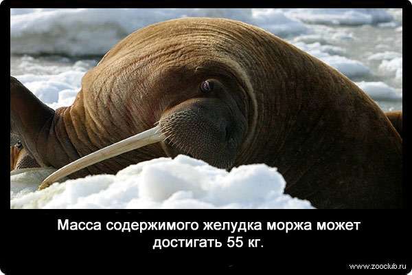 Масса содержимого желудка моржа может достигать 55 кг.