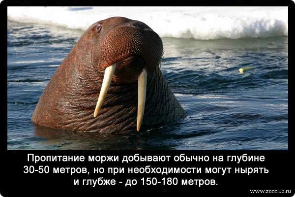 Пропитание моржи добывают обычно на глубине 30-50 метров, но при необходимости могут нырять и глубже - до 150-180 метров.
