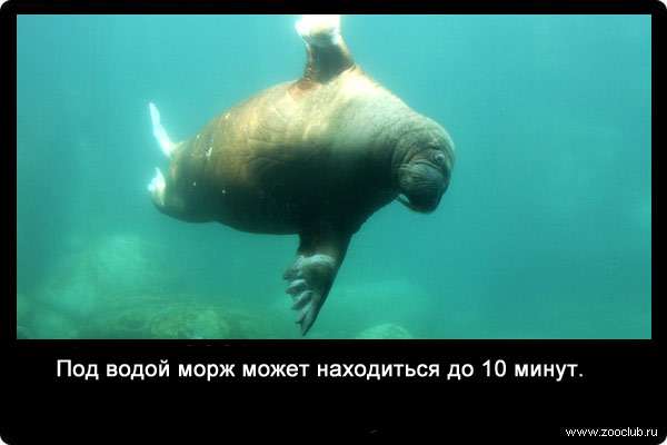 Под водой морж может находиться до 10 минут.