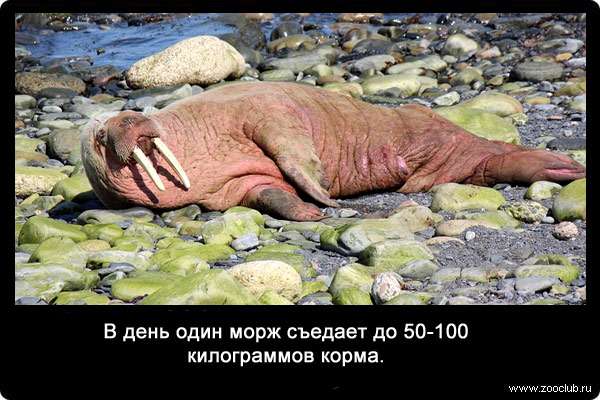В день один морж съедает до 50-100 килограммов корма. 