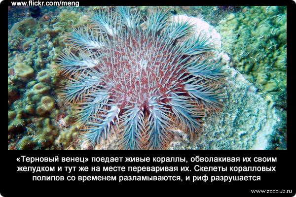 «Терновый венец» (Acanthaster planci) поедает живые кораллы, обволакивая их своим желудком и тут же на месте переваривая их. Скелеты коралловых полипов со временем разламываются, и риф разрушается.