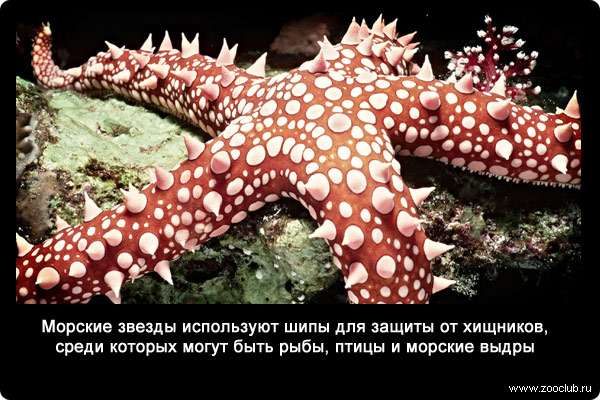 Морские звезды используют шипы для защиты от хищников, среди которых могут быть рыбы, птицы и морские выдры.
