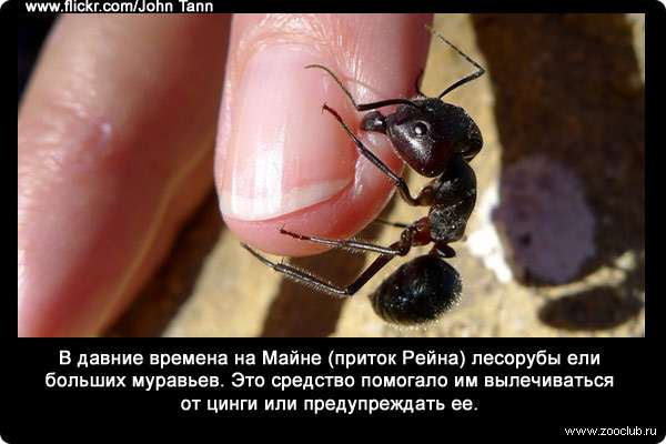 В давние времена на Майне (приток Рейна) лесорубы ели больших муравьев (Camponotus). Это средство помогало им вылечиваться от цинги или предупреждать ее.