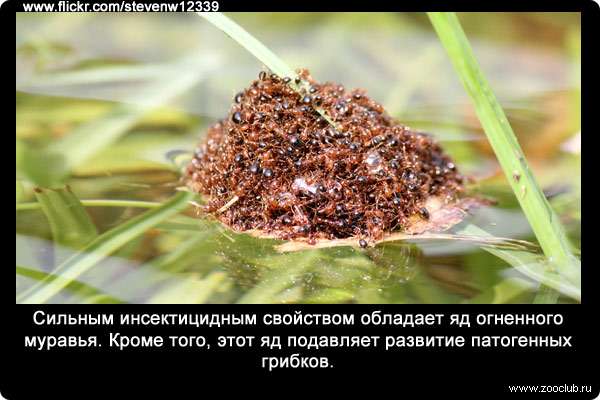 Сильным инсектицидным свойством обладает яд огненного муравья (Solenopsis invicta). Кроме того, этот яд подавляет развитие патогенных грибков.