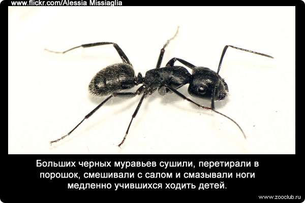 Больших черных муравьев (Camponotus) сушили, перетирали в порошок, смешивали с салом и смазывали ноги медленно учившихся ходить детей.