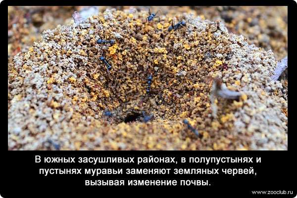 В южных засушливых районах, в полупустынях и пустынях муравьи заменяют земляных червей, вызывая изменение почвы.