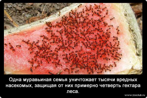 Одна муравьиная семья уничтожает тысячи вредных насекомых, защищая от них примерно четверть гектара леса.