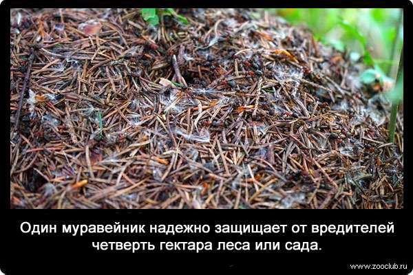 Один муравейник надежно защищает от вредителей четверть гектара леса или сада.