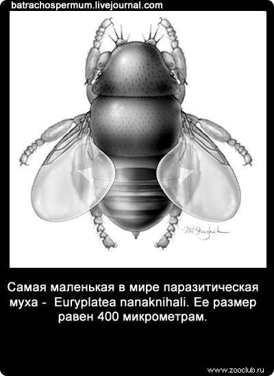 Самая маленькая в мире паразитическая муха - Euryplatea nanaknihali. Ее размер равен 400 микрометрам.