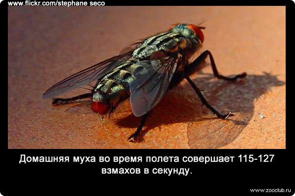 Домашняя муха во время полета совершает 115-127 взмахов в секунду.