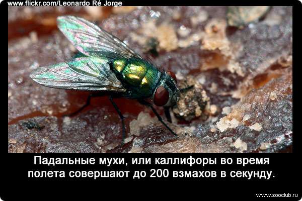 Падальные мухи, или каллифоры (Calliphoridae) во время полета совершают до 200 взмахов в секунду.