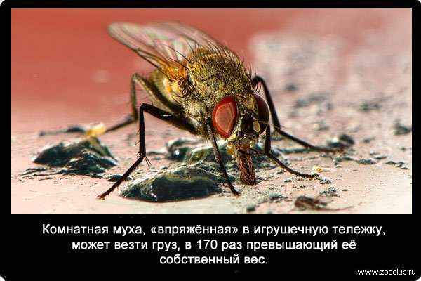 Комнатная муха, «впряжённая» в игрушечную тележку, может везти груз, в 170 раз превышающий её собственный вес.