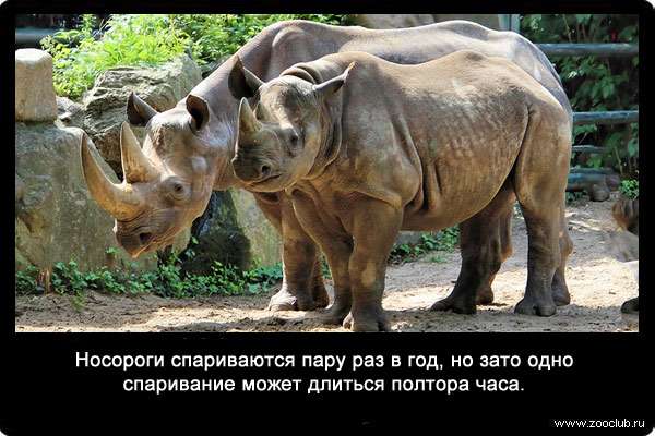 Носороги спариваются пару раз в год, но зато одно спаривание может длиться полтора часа.