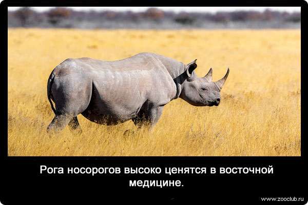 носорогов высоко ценятся в восточной медицине.