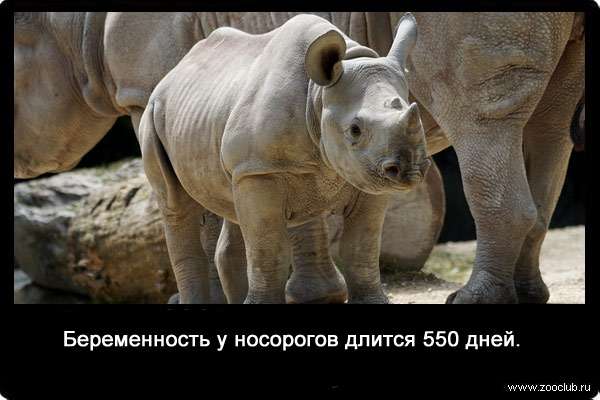 Беременность у носорогов длится 550 дней.