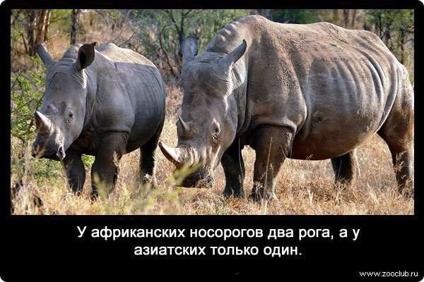 У африканских носорогов два рога, а у азиатских только один.