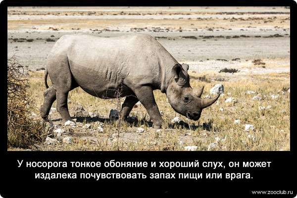 У носорога тонкое обоняние и хороший слух, он может издалека почувствовать запах пищи или врага.