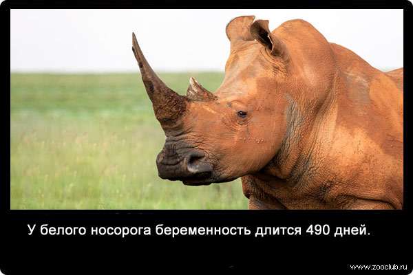 У белого носорога беременность длится 490 дней.