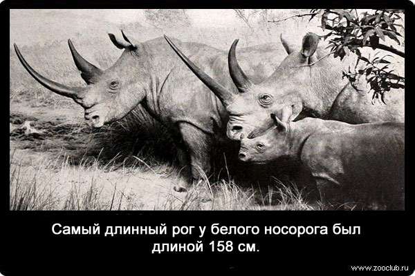 Самый длинный рог у белого носорога был длиной 158 см.