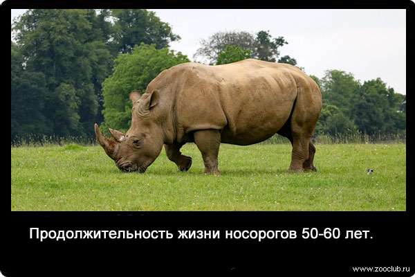 Продолжительность жизни носорогов 50-60 лет.