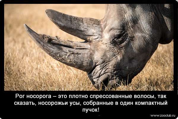 Рог носорога - это плотно спрессованные волосы, так сказать, носорожьи усы, собранные в один компактный пучок! 