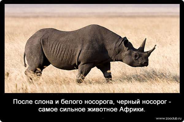 После слона и белого носорога, черный носорог - самое сильное животное Африки.