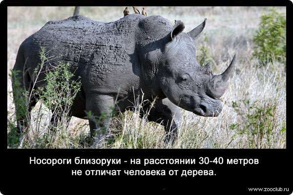 Носороги близоруки - на расстоянии 30-40 метров не отличат человека от дерева.