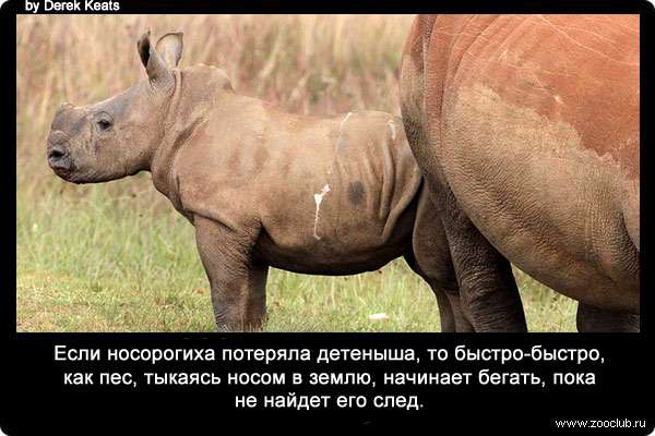 Если носорогиха потеряла детеныша, то быстро-быстро, как пес, тыкаясь носом в землю, начинает бегать, пока не найдет его след.