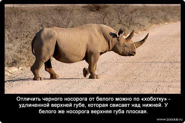 Отличить черного носорога от белого можно по «хоботку» - удлиненной верхней губе, которая свисает над нижней. У белого же носорога верхняя губа плоская.