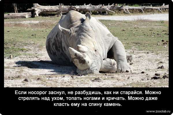 Если носорог заснул, не разбудишь, как ни старайся. Можно стрелять над ухом, топать ногами и кричать. Можно даже класть ему на спину камень.