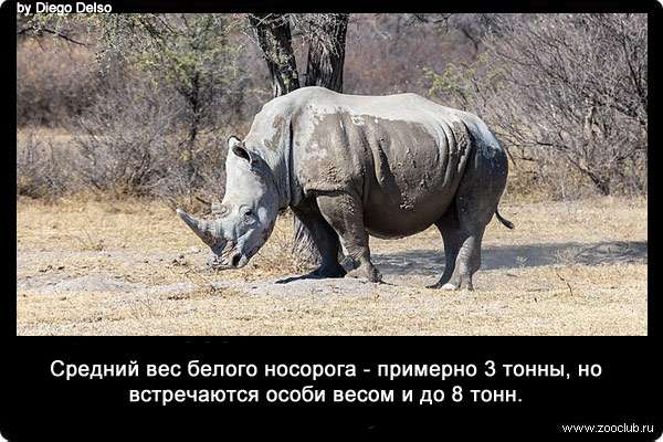 Средний вес белого носорога - примерно 3 тонны, но встречаются особи весом и до 8 тонн.