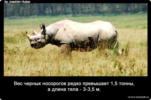 Вес черных носорогов (Rhinoceros bicornis) редко превышает 1,5 тонны, а длина тела - 3-3,5 м.
