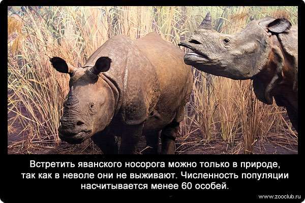 Встретить яванского носорога (Rhinoceros sondaicus) можно только в природе, так как в неволе они не выживают. Численность популяции насчитывается менее чем в 60 особей.