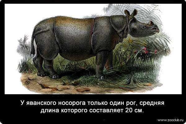У яванского носорога только один рог, средняя длина которого составляет 20 см.