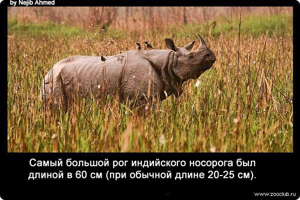 Самый большой рог индийского носорога был длиной в 60 см (при обычной длине 20-25 см).