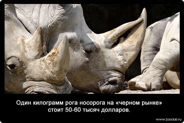 Один килограмм рога носорога на «черном рынке» стоит 50-60 тысяч долларов.