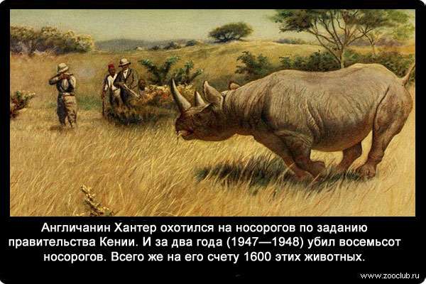 Англичанин Хантер охотился на носорогов по заданию правительства Кении. И за два года (1947-1948) убил восемьсот носорогов. Всего же на его счету 1600 этих животных.