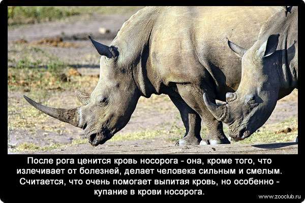 После рога ценится кровь носорога - она, кроме того, что излечивает от болезней, делает человека сильным и смелым. Считается, что очень помогает выпитая кровь, но особенно - купание в крови носорога.