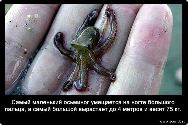 Самый маленький осьминог (Octopus wolfi) умещается на ногте большого пальца, а самый большой (Haliphron atlanticus) вырастает до 4 метров и весит 75 кг.