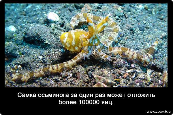 Самка осьминога за один раз может отложить более 100000 яиц.