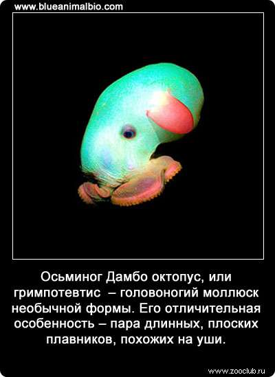 Осьминог Дамбо октопус, или гримпотевтис (Grimpoteuthis) - головоногий моллюск необычной формы. Его отличительная особенность - пара длинных, плоских плавников, похожих на уши.