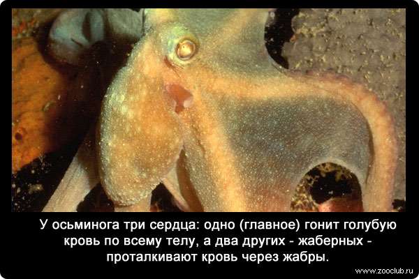 У осьминога три сердца: одно (главное) гонит голубую кровь по всему телу, а два других - жаберных - проталкивают кровь через жабры.