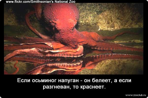 Если осьминог напуган - он белеет, а если разгневан, то краснеет. 