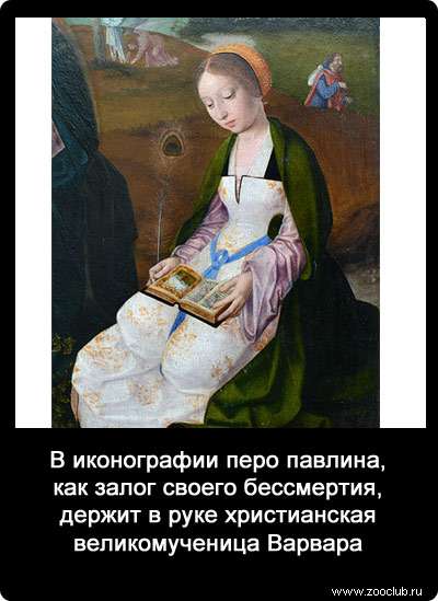 В иконографии перо павлина, как залог своего бессмертия, держит в руке христианская великомученица Варвара.