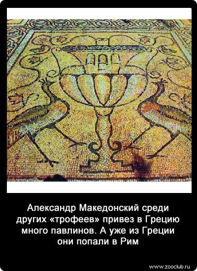 Александр Македонский среди других «трофеев» привез в Грецию много павлинов. А уже из Греции они попали в Рим.