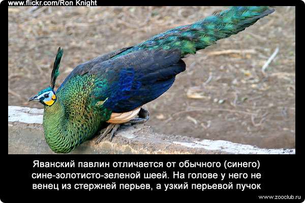 Яванский павлин отличается от обычного (синего) сине-золотисто-зеленой шеей. На голове у него не венец из стержней перьев, а узкий перьевой пучок.