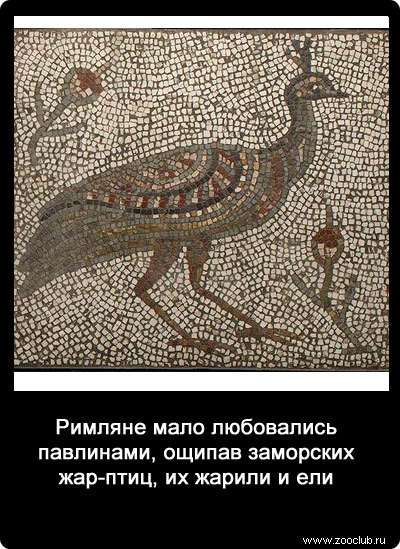Римляне мало любовались павлинами, ощипав заморских жар-птиц, их жарили и ели.